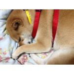 (猫ó㉨ò)ﾉ♡みみ