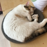 夜庵