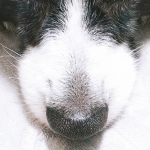 userPhoto