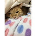 らこるも
