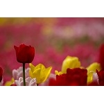 はろっぺ