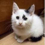 さとふみ
