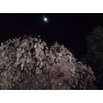 夜桜