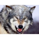 BIGWOLF2