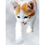userPhoto
