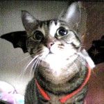 猫大好き！尻触らせろ！！
