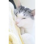 みどりきん
