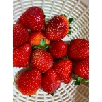 userPhoto