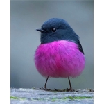 ひろかのや