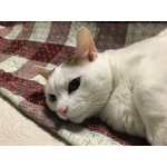カンナヅキ