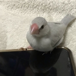 柊宋 ケイ