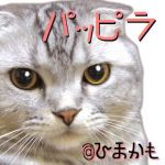 パッピラ