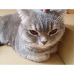 ポコタ