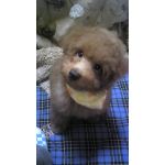 さとちゃん