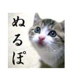 ぬこ