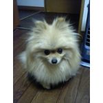 じぽ