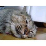 名無し