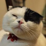 愛猫