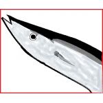 日干し秋刀魚