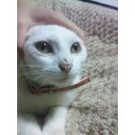 踏みちゃん