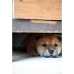 にくまん