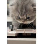 にゃこ丸