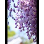 wisteria