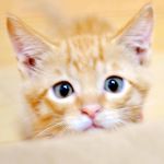 猫主