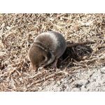 トウキョウトガリネズミ