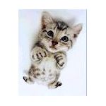 にゃんこ