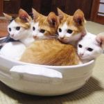 ななな