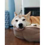 枇杷蜜柑