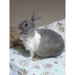 リアス