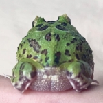 瓜ズ