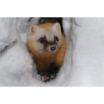 ぼし