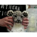 ユキヒョウ