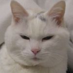 きのこ