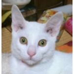 かかんづめ