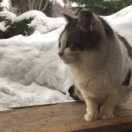 あゆむ