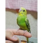 がめんまえ