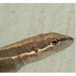 SERPENT