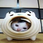 すっぱ