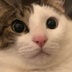 オクタグラムとトリ