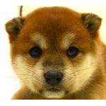 キッド