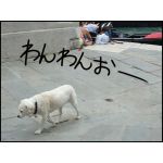 あsk*´ω｀*