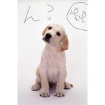 きなこの山