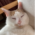ねこざんまい