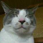 猫狂い