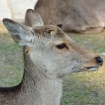 がっきー