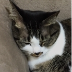 とみー（トルソー）